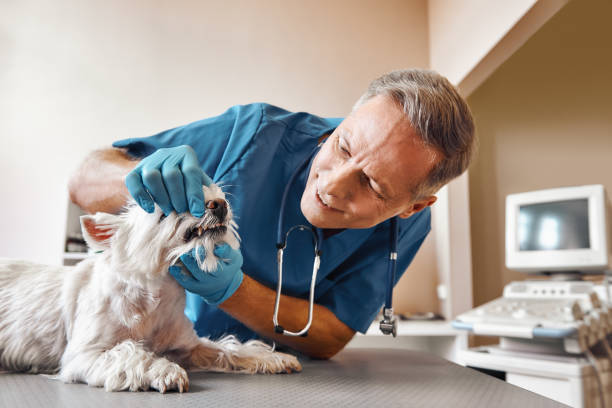 Best 24-Hour Emergency Dentist in Leakesville, MS